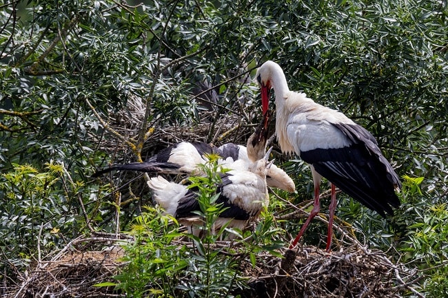 Le parc des oiseaux près de Lyon