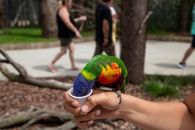 Le parc des oiseaux, zone des loris