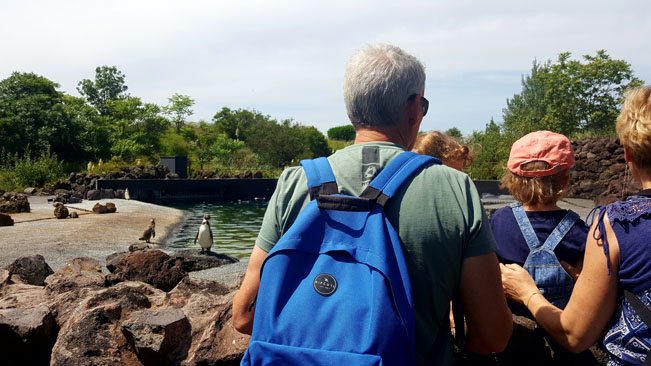 Le parc des oiseaux, manchots