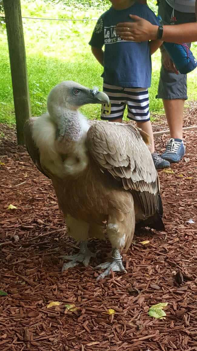 Le parc des oiseaux, un vautour