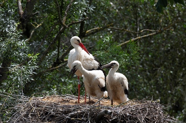 le parc des oiseaux cigognes