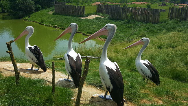 Le parc des oiseaux, des pélicans