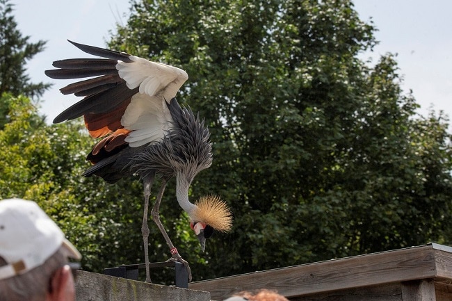 Le parc des oiseaux