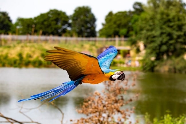 Le parc des oiseaux, spectacle