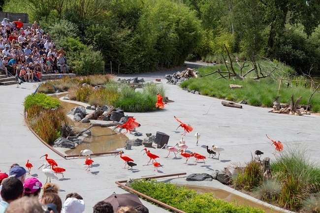 Le parc des oiseaux spectacle