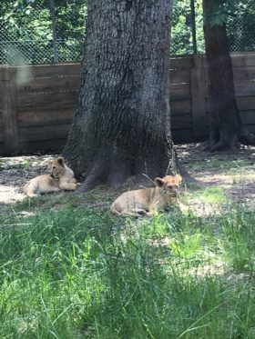 thoiry enclos des lions