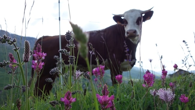 oisans rando alpages été au milieu des vaches