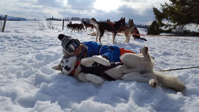 activité chiens de traineau jura