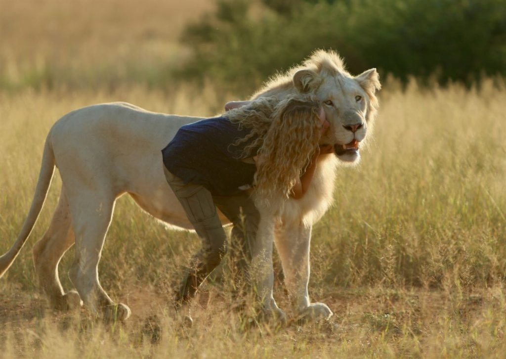 Avec Mia et le lion blanc, le documentariste Gilles de Maistre s’offre une nouvelle incursion dans la fiction avec une étonnante histoire d’amitié, malheureusement un peu caricaturale, entre une pré-adolescente et un animal féroce. Au cinéma le 26 décembre.