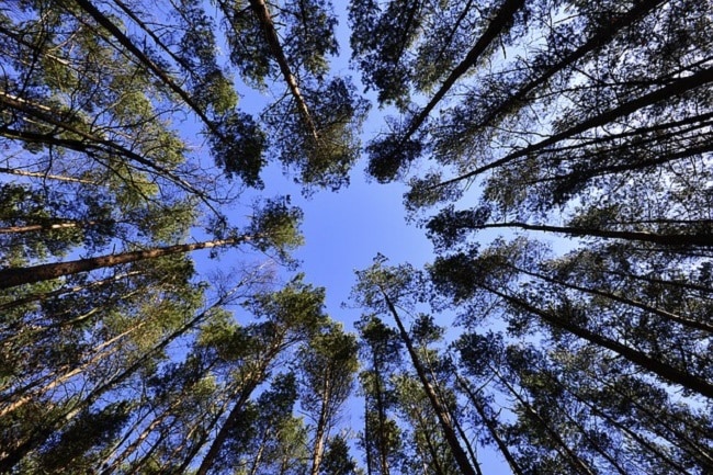 balades en forêt