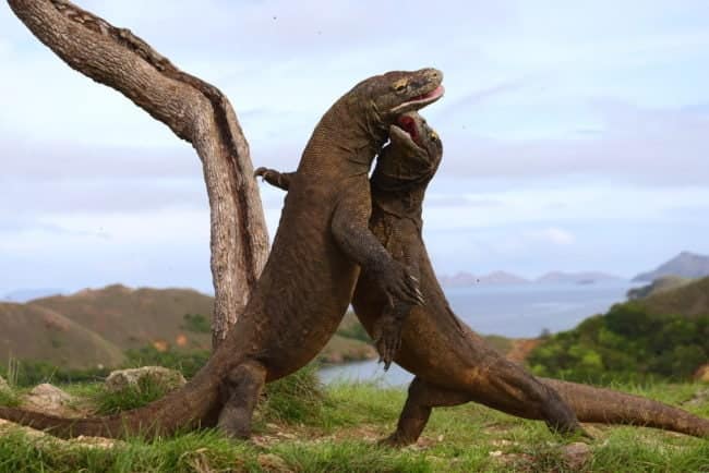 Indonésie en famille dragons de komodo