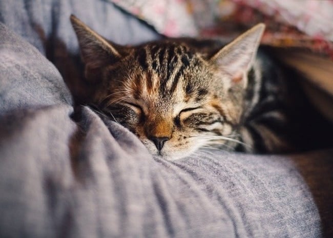 animaux de compagnie bons pour la santé