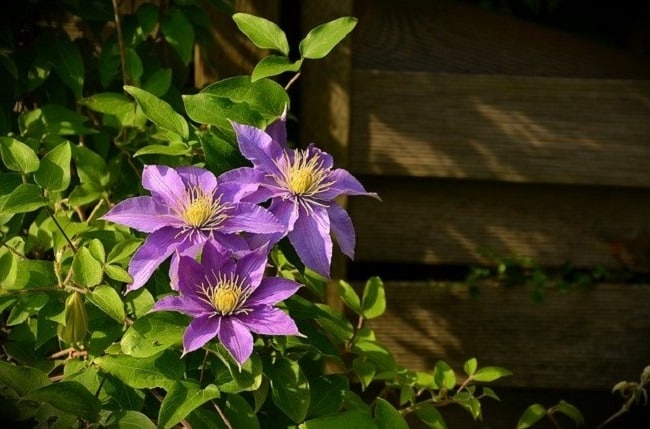 clematites plantes grimpantes