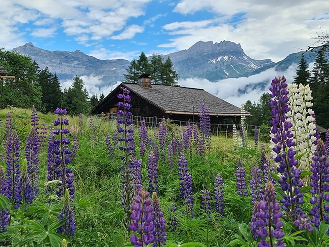 randonnée charousse les houches été