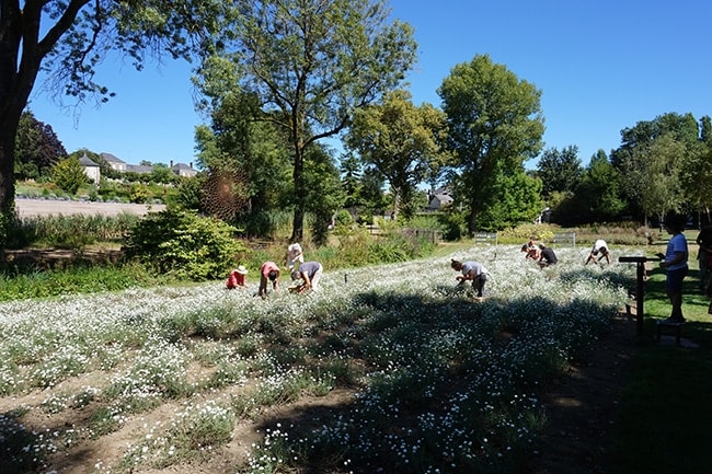 jardin Camifolia