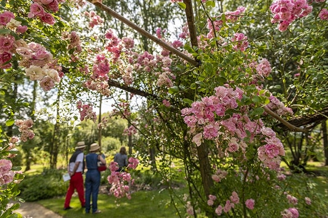 Les chemins des roses en Anjou