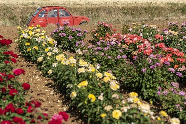 Les Chemins de la Rose