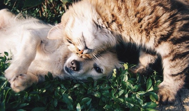 chien et chat, un animal de compagnie serait bon pour la santé et le moral