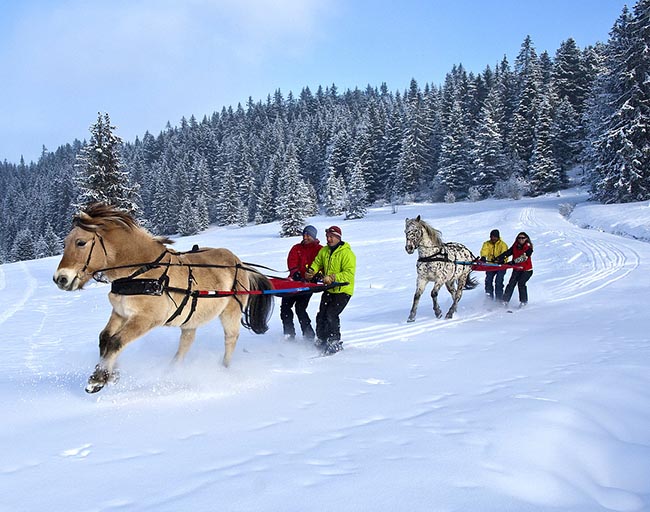 ski joëring du ski tiré par des chevaux à Avoriaz