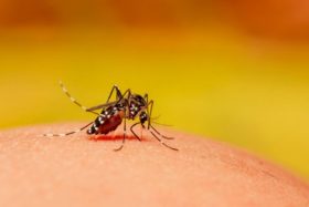 comment se débarrasser des moustiques
