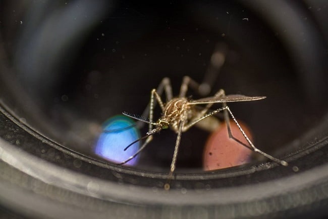 pièges a moustiques efficaces et naturels