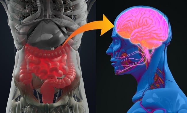 microbiote intestinal comment en prendre soin