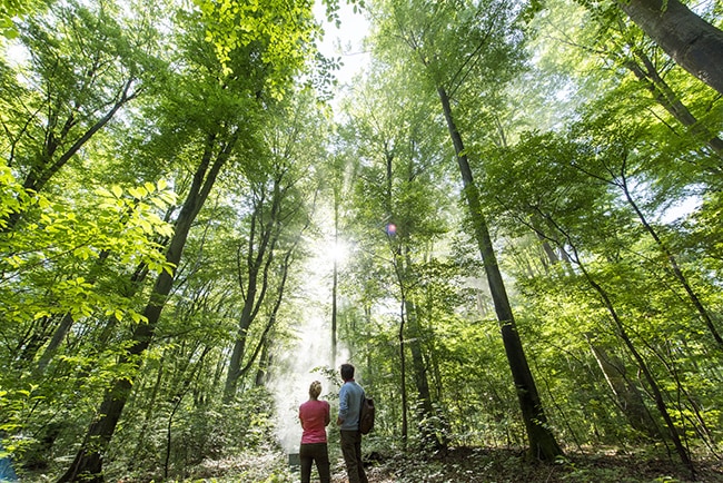 bain de forêt musicaux à Compiègne