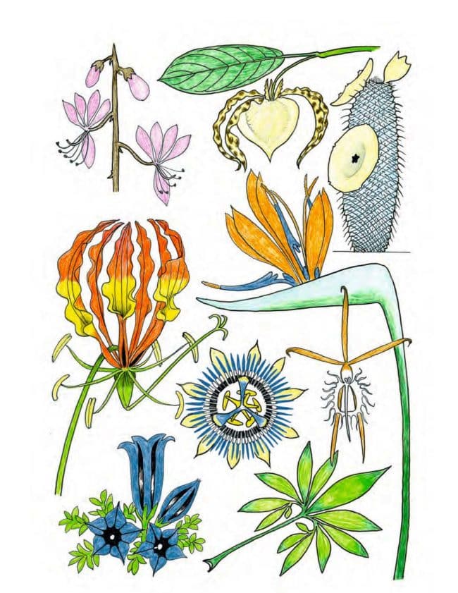 L'étonnante vie des plantes, Actes Sud Junior