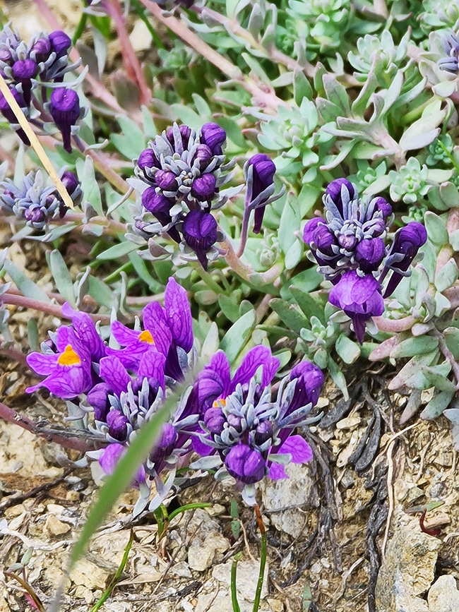 sensibilisation à la flore des montagnes