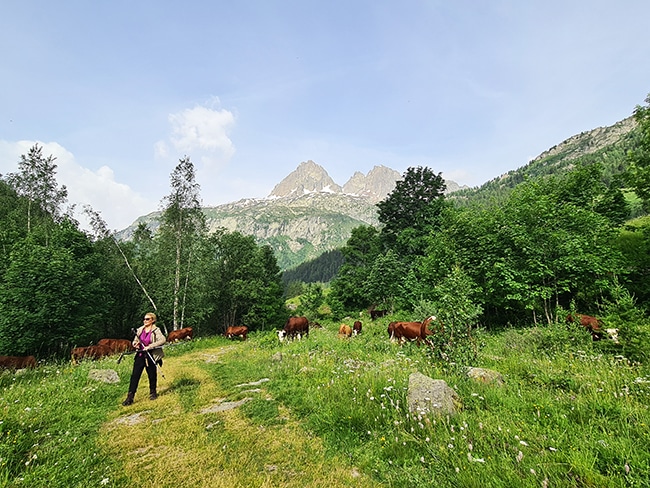 sentier d'alpage charamillon