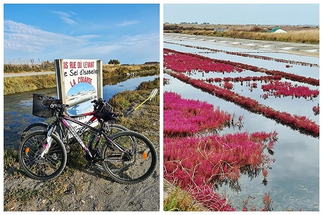 visite marais salants Ré à vélo