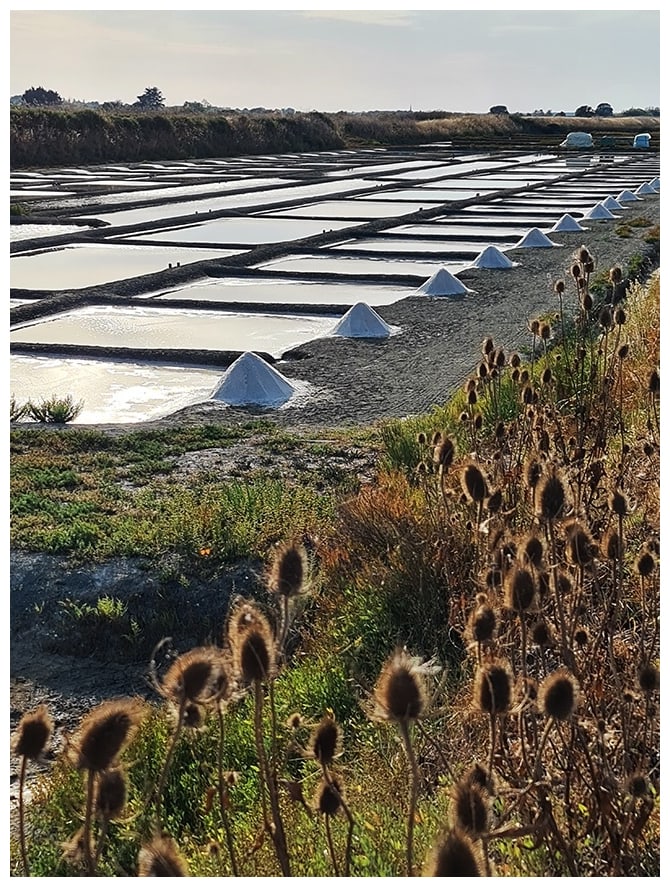 marais salants Ré coucher du soleil