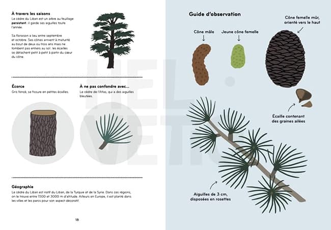 Arborama album jeunesse sur les arbres