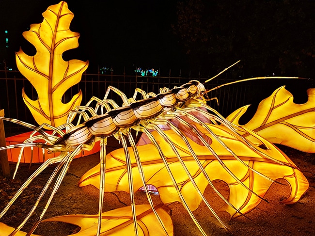 festival des lumières 2022 au jardin des plantes