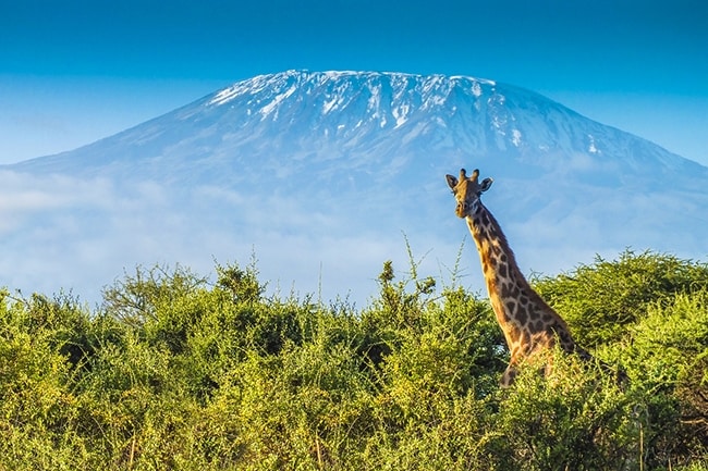 safari en Tanzanie