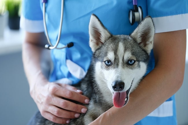 dresser un husky