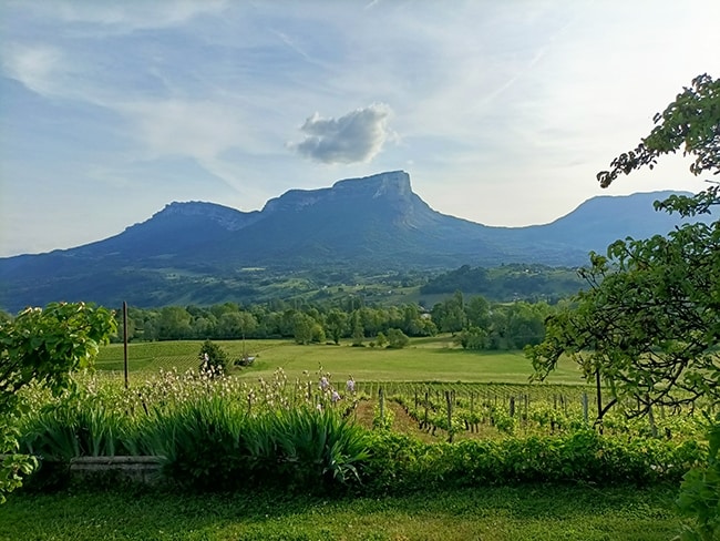 coeur de savoie vignes