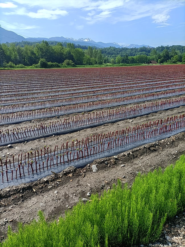 pepinière cepes de vigne savoie