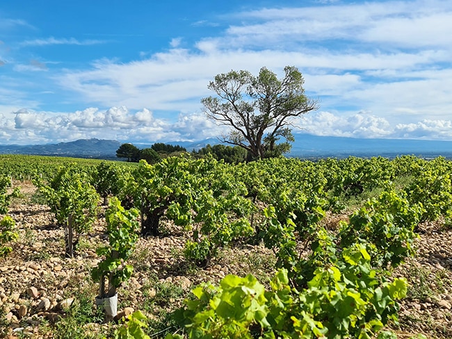 châteauneuf-du-pape vignoble