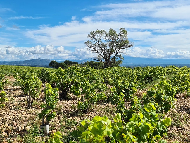 châteauneuf-du-pape vignoble