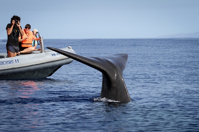 funchal bateau dauphins