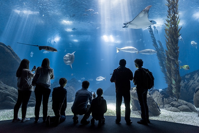oceanarium lisbonne 