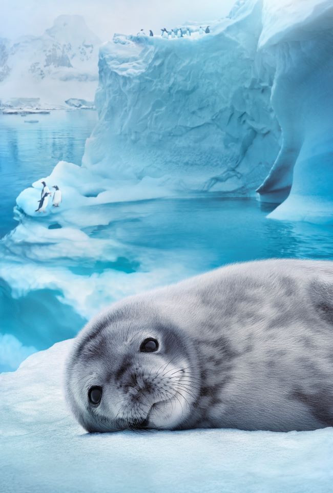 antartica futuroscope nouveauté 2024
