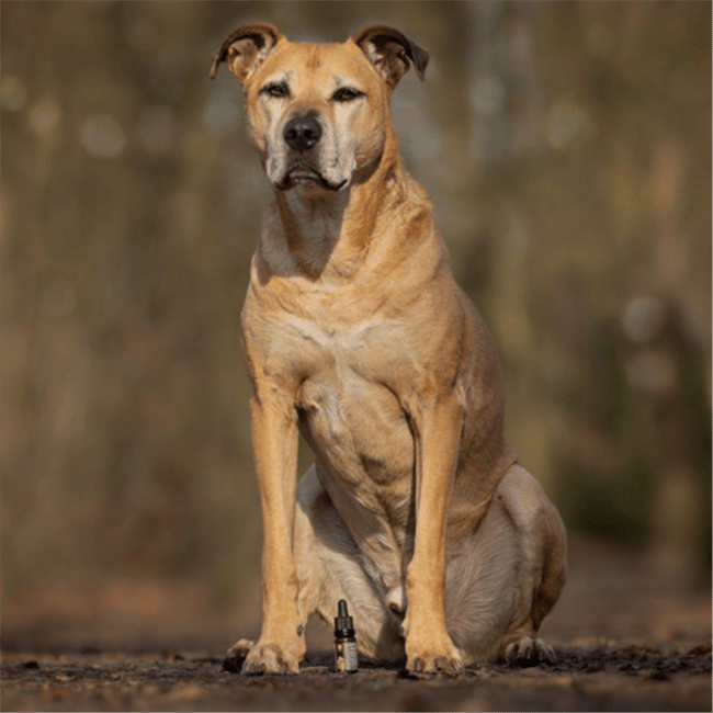 cbd pour chien