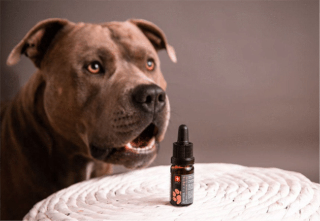 Le CBD : Une solution pour soulager l'arthrose chez les chiens ?