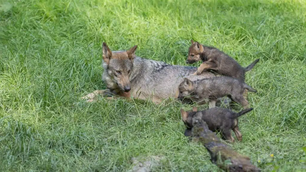 naissance de 9 louveteaux au parc sainte croix