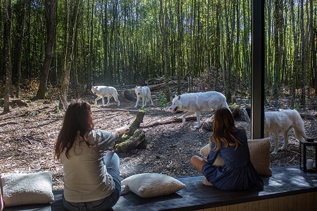 parc animalier sainte croix avis