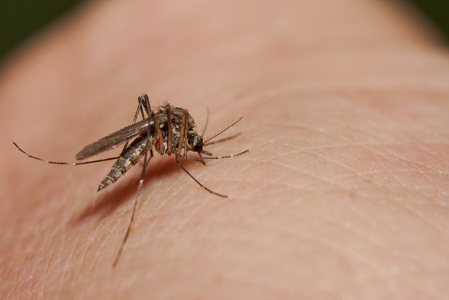 se proteger des moustiques naturellement