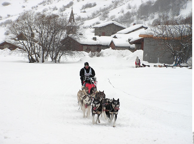 chiens de traineau activité montagne hiver