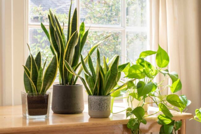 plantes d'intérieur faciles à entretenir